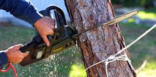 Reliable Canyon Day, AZ Tree Care Solutions