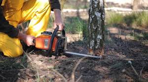 Best Tree Cabling and Bracing  in Canyon Day, AZ