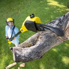Best Storm Damage Tree Cleanup  in Canyon Day, AZ