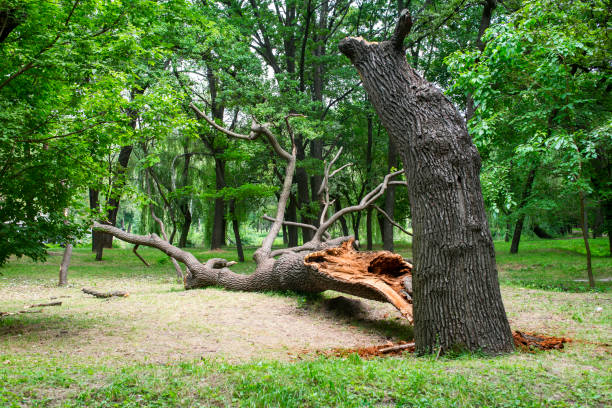 Best Tree Health Inspection  in Canyon Day, AZ