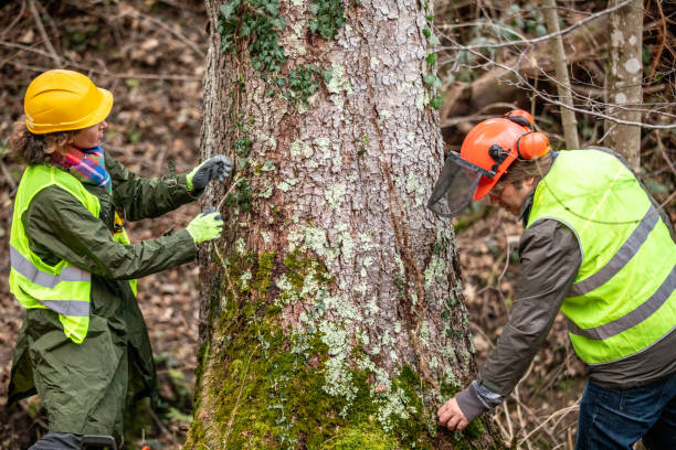 Best Tree Preservation Services  in Canyon Day, AZ