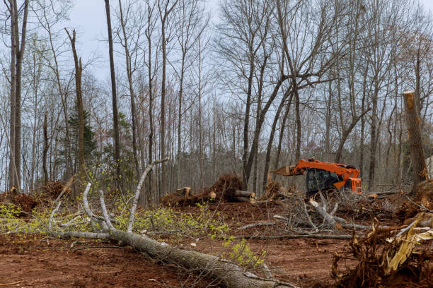 Best Tree and Shrub Care  in Canyon Day, AZ
