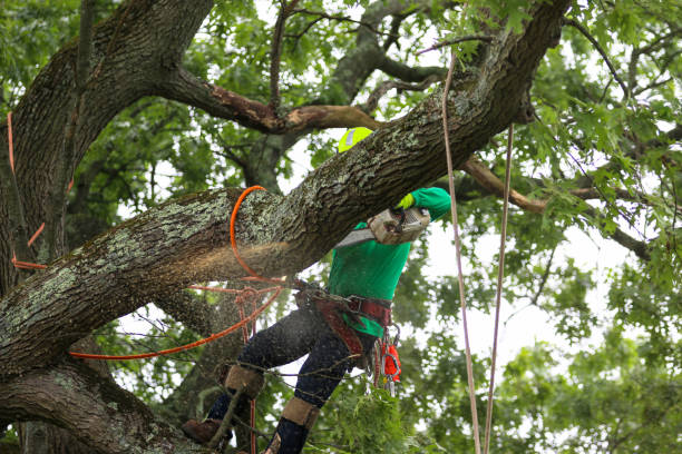 Best Leaf Removal  in Canyon Day, AZ