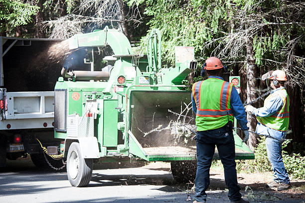Best Tree Maintenance Programs  in Canyon Day, AZ