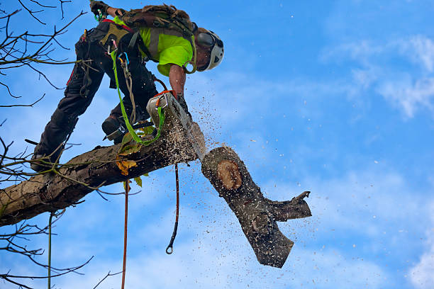 How Our Tree Care Process Works  in  Canyon Day, AZ